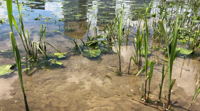 Як відбувається моніторинг води у Дніпрі?