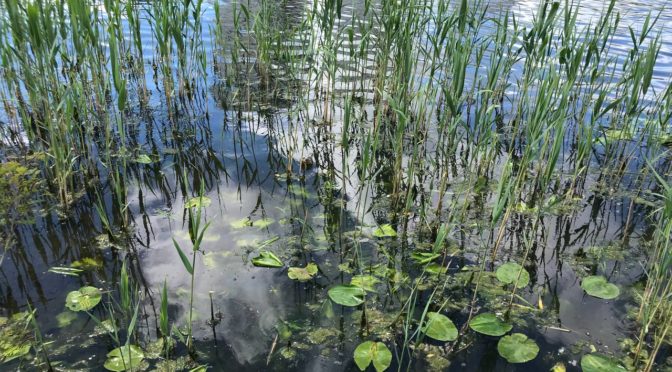 Студенти ДДАЕУ вчаться моніторити воду